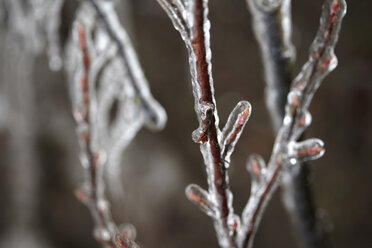 Germany, Hamburg, Branches covered with ice, close up - TLF00417