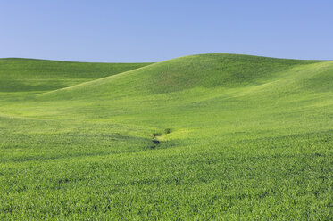 USA, Washington State, View of wheat field - RUEF00399