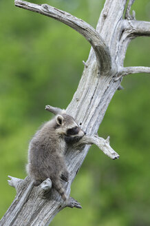 USA, Minnesota, Raccoon sitting on branch of tree - RUEF00395