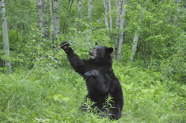 USA, Minnesota, Black bear in forest - RUEF00392