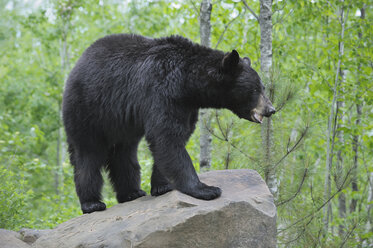 USA, Minnesota Black Bear In Forest - RUEF00391