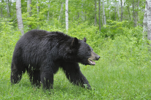 USA, Minnesota Black bear Walking In Forest - RUEF00390