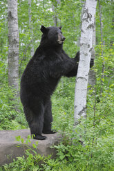 USA, Minnesota, Schwarzbär im Wald - RUEF00389