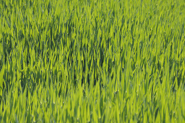 Switzerland, Wheat field, close up - RUEF00387