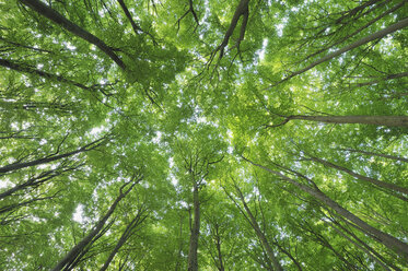 Germany, Ruegen, Ground view of beech tree in forest - RUEF00384