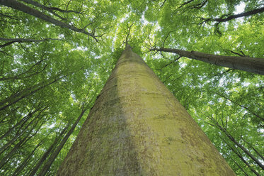 Germany, Ruegen, Ground view of beech tree in forest - RUEF00383