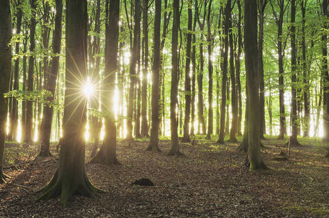Deutschland, Insel Rügen, Sonnenlicht durch Buchen im Wald, lizenzfreies Stockfoto