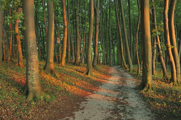 Deutschland, Insel Rügen, Weg durch Strandbaumwald - RUEF00381