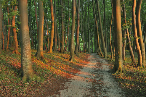 Germany, Ruegen Island, Pathway through beach tree forest - RUEF00381