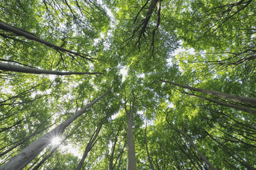 Mecklenburg-Vorpommern, Bodenansicht einer Buche im Wald - RUEF00379