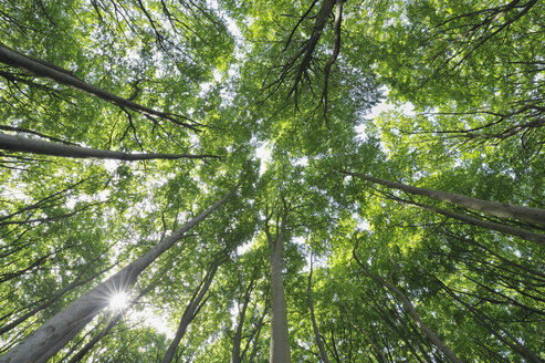 Mecklenburg-Vorpommern, Bodenansicht einer Buche im Wald - RUEF00379