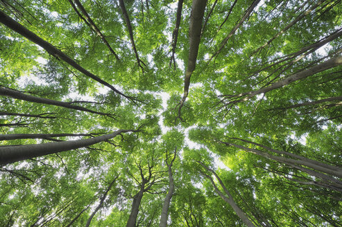 Mecklenburg-Vorpommern, Bodenansicht einer Buche im Wald - RUEF00378