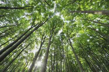 Mecklenburg-Western Pomerania, Ground view of beech trees in forest - RUEF00377