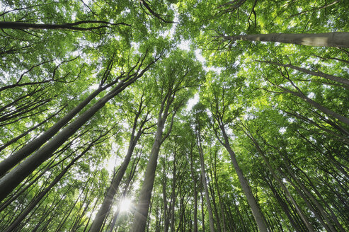 Mecklenburg-Vorpommern, Bodenansicht einer Buche im Wald - RUEF00377