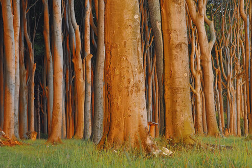 Mecklenburg-Western Pomerania, Beech tree forest at sunrise - RUEF00376