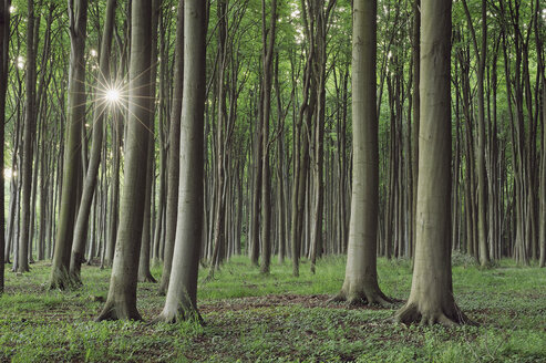 Mecklenburg-Western Pomerania, Beech tree forest - RUEF00373