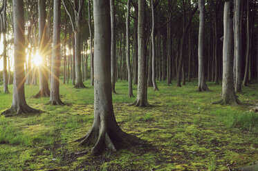 Mecklenburg-Western Pomerania, Beech tree forest - RUEF00372