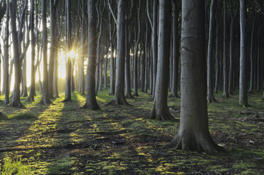 Mecklenburg-Western Pomerania, Beech tree forest - RUEF00370