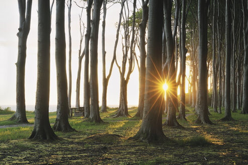 Mecklenburg-Western Pomerania, Beech tree forest - RUEF00369