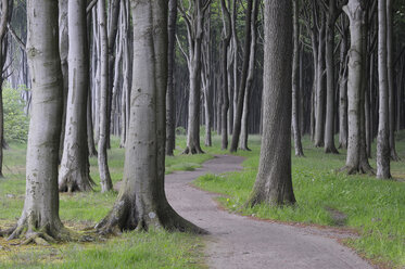 Mecklenburg-Vorpommern, Weg durch den Buchenwald - RUEF00364