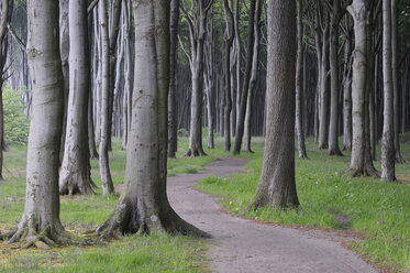 Mecklenburg-Western Pomerania, Pathway through beech tree forest - RUEF00364