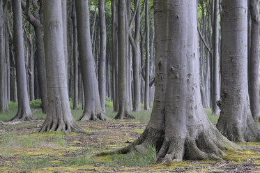 Mecklenburg Vorpommern, Buchenwald - RUEF00359