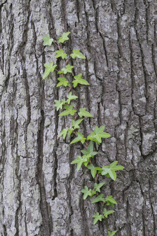 Germany, Common ivy growing on tree trunk stock photo