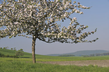 Deutschland, Bayern, Apfelbaumblüte - RUEF00349