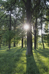 Deutschland, Bayern, Sonne scheint durch laubabwerfende Bäume im Wald - RUEF00348