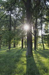 Germany, Bavaria, Sun shining through decidious trees in forest - RUEF00348