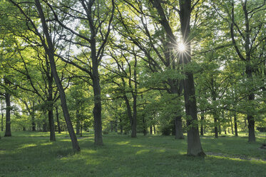 Deutschland, Bayern, Sonne scheint durch laubabwerfende Bäume im Wald - RUEF00347