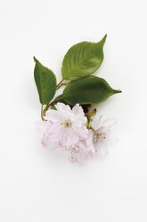 Japanische Kirschblüte auf weißem Hintergrund - 12846CS-U