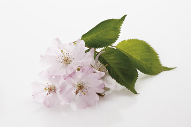 Japanische Kirschblüte auf weißem Hintergrund - 12845CS-U