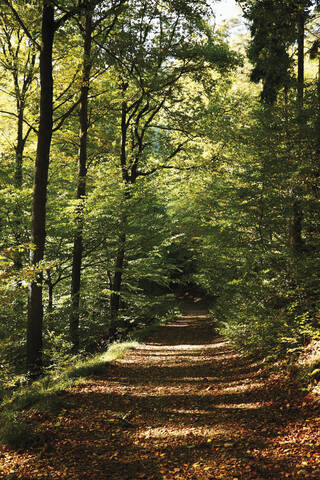 Deutschland, Nordrhein-Westfalen, Siebengebirge, Rheinsteig, Schotterweg durch Wald, lizenzfreies Stockfoto