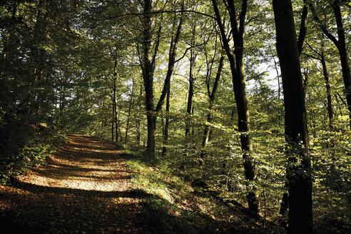 Deutschland, Nordrhein-Westfalen, Siebengebirge, Rheinsteig, Schotterweg durch Wald - 12933CS-U