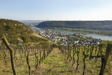 Deutschland, Rheinland-Pfalz, Neuwied, Blick auf den Weinberg oberhalb von Leutesdorf - 13029CS-U