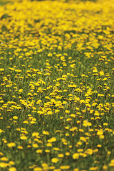 Deutschland, Ansicht von Löwenzahnblüten auf einer Wiese - 13021CS-U