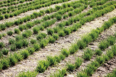 Germany, View of chives field - 13020CS-U