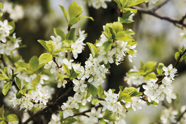 Germany, Flowering plum tree - 12992CS-U