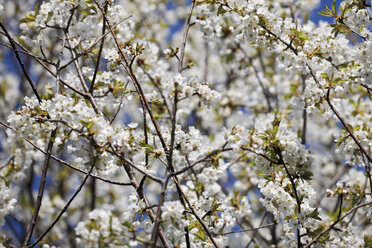 Germany, Flowering cherry tree - 12985CS-U