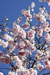 Germany, Japanese cherry tree - 12939CS-U