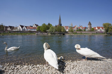 Deutschland, Ulm, Schwäne am Ufer der Donau mit Blick auf die Stadt - WDF00721