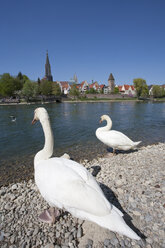 Germany, Ulm, Swans on banks on river danube with ciew of city - WDF00720