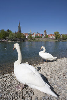 Deutschland, Ulm, Schwäne am Ufer der Donau mit Blick auf die Stadt - WDF00720