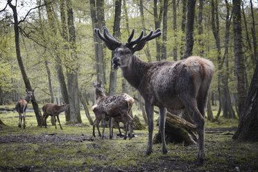 Deutschland, Hamburg, Gruppe von Rehen im Wildpark - TLF00478