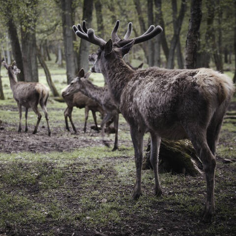 Deutschland, Hamburg, Gruppe von Rehen im Wildpark, lizenzfreies Stockfoto