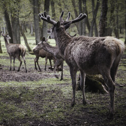 Deutschland, Hamburg, Gruppe von Rehen im Wildpark - TLF00477