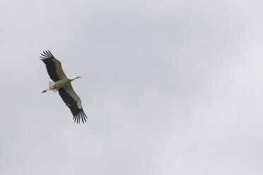 Deutschland, Hamburg, Storch fliegt in den Himmel - TLF00469