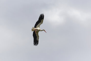 Deutschland, Hamburg, Storch fliegt in den Himmel - TLF00468