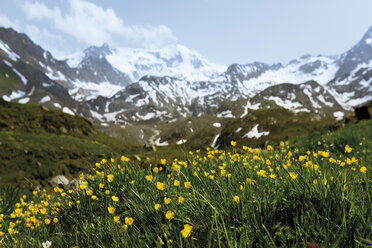 Österreich, Tirol, Kaunertal, Blick auf Wildblumen auf einer Wiese mit Bergen im Hintergrund - 13192CS-U